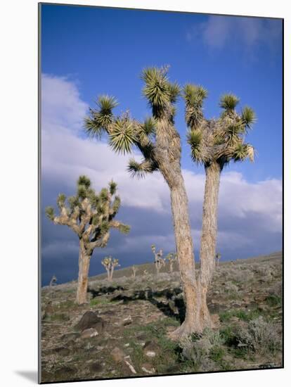 Joshua Trees Near Death Valley, Joshua Tree National Park, California, USA-Roy Rainford-Mounted Photographic Print