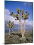 Joshua Trees Near Death Valley, Joshua Tree National Park, California, USA-Roy Rainford-Mounted Photographic Print