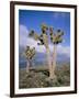 Joshua Trees Near Death Valley, Joshua Tree National Park, California, USA-Roy Rainford-Framed Photographic Print