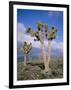 Joshua Trees Near Death Valley, Joshua Tree National Park, California, USA-Roy Rainford-Framed Photographic Print