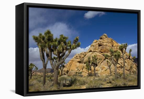 Joshua Trees, Queen Valley, Joshua Tree National Park, California, USA-Charles Gurche-Framed Stretched Canvas