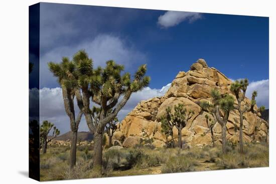 Joshua Trees, Queen Valley, Joshua Tree National Park, California, USA-Charles Gurche-Stretched Canvas