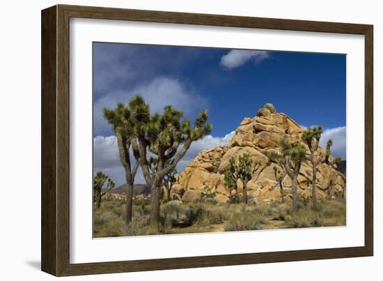 Joshua Trees, Queen Valley, Joshua Tree National Park, California, USA-Charles Gurche-Framed Photographic Print