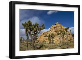 Joshua Trees, Queen Valley, Joshua Tree National Park, California, USA-Charles Gurche-Framed Photographic Print