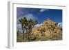 Joshua Trees, Queen Valley, Joshua Tree National Park, California, USA-Charles Gurche-Framed Photographic Print