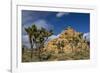 Joshua Trees, Queen Valley, Joshua Tree National Park, California, USA-Charles Gurche-Framed Photographic Print