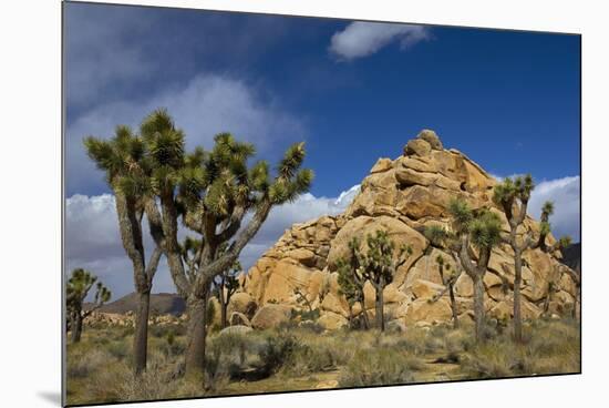 Joshua Trees, Queen Valley, Joshua Tree National Park, California, USA-Charles Gurche-Mounted Photographic Print