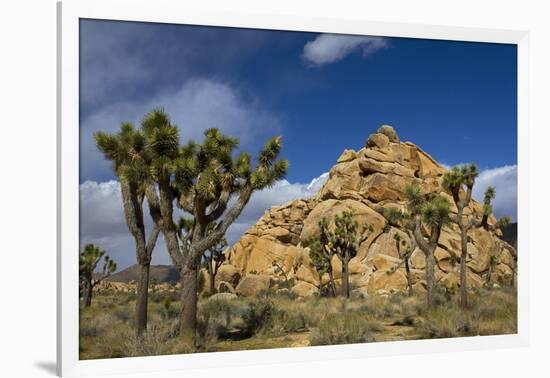 Joshua Trees, Queen Valley, Joshua Tree National Park, California, USA-Charles Gurche-Framed Photographic Print