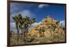 Joshua Trees, Queen Valley, Joshua Tree National Park, California, USA-Charles Gurche-Framed Photographic Print