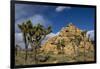 Joshua Trees, Queen Valley, Joshua Tree National Park, California, USA-Charles Gurche-Framed Photographic Print