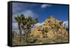 Joshua Trees, Queen Valley, Joshua Tree National Park, California, USA-Charles Gurche-Framed Stretched Canvas