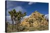 Joshua Trees, Queen Valley, Joshua Tree National Park, California, USA-Charles Gurche-Stretched Canvas