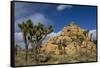 Joshua Trees, Queen Valley, Joshua Tree National Park, California, USA-Charles Gurche-Framed Stretched Canvas