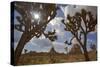 Joshua Trees, Queen Valley, Joshua Tree National Park, California, USA-Charles Gurche-Stretched Canvas