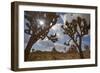 Joshua Trees, Queen Valley, Joshua Tree National Park, California, USA-Charles Gurche-Framed Photographic Print