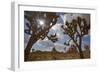 Joshua Trees, Queen Valley, Joshua Tree National Park, California, USA-Charles Gurche-Framed Photographic Print