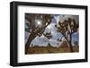 Joshua Trees, Queen Valley, Joshua Tree National Park, California, USA-Charles Gurche-Framed Photographic Print