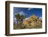 Joshua Trees, Queen Valley, Joshua Tree National Park, California, USA-Charles Gurche-Framed Premium Photographic Print