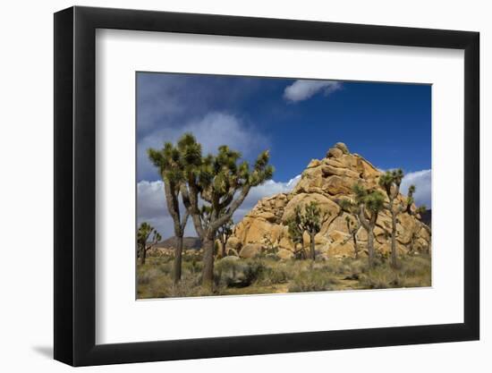 Joshua Trees, Queen Valley, Joshua Tree National Park, California, USA-Charles Gurche-Framed Premium Photographic Print