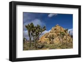 Joshua Trees, Queen Valley, Joshua Tree National Park, California, USA-Charles Gurche-Framed Premium Photographic Print