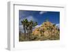 Joshua Trees, Queen Valley, Joshua Tree National Park, California, USA-Charles Gurche-Framed Premium Photographic Print