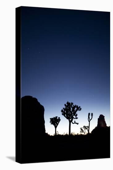 Joshua Trees Silhouetted Against the Night Sky at Dusk in Joshua Tree National Park, California-Ben Herndon-Stretched Canvas