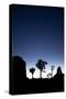 Joshua Trees Silhouetted Against the Night Sky at Dusk in Joshua Tree National Park, California-Ben Herndon-Stretched Canvas