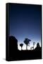 Joshua Trees Silhouetted Against the Night Sky at Dusk in Joshua Tree National Park, California-Ben Herndon-Framed Stretched Canvas