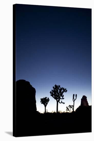 Joshua Trees Silhouetted Against the Night Sky at Dusk in Joshua Tree National Park, California-Ben Herndon-Stretched Canvas