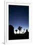 Joshua Trees Silhouetted Against the Night Sky at Dusk in Joshua Tree National Park, California-Ben Herndon-Framed Photographic Print