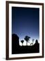 Joshua Trees Silhouetted Against the Night Sky at Dusk in Joshua Tree National Park, California-Ben Herndon-Framed Photographic Print