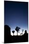 Joshua Trees Silhouetted Against the Night Sky at Dusk in Joshua Tree National Park, California-Ben Herndon-Mounted Photographic Print