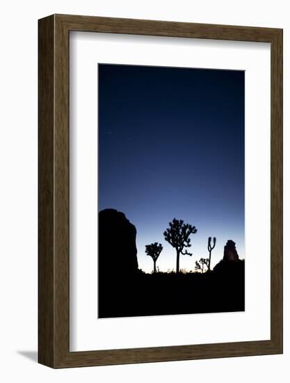 Joshua Trees Silhouetted Against the Night Sky at Dusk in Joshua Tree National Park, California-Ben Herndon-Framed Photographic Print