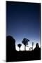 Joshua Trees Silhouetted Against the Night Sky at Dusk in Joshua Tree National Park, California-Ben Herndon-Mounted Photographic Print