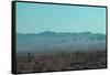 Joshua Trees-NaxArt-Framed Stretched Canvas