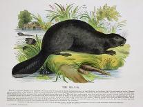 The Beaver, Educational Illustration Pub. by the Society for Promoting Christian Knowledge, 1843-Josiah Wood Whymper-Giclee Print