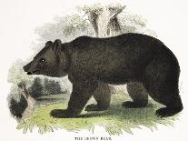 The Beaver, Educational Illustration Pub. by the Society for Promoting Christian Knowledge, 1843-Josiah Wood Whymper-Giclee Print