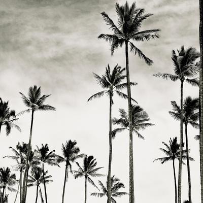 Coconut Palms I 'Cocos nucifera', Kaunakakai, Molokai