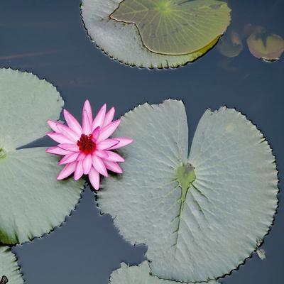 Water Lily on Hoan Kiem Lake, Hanoi, Vietnam