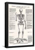 Jost de Negker (Anatomical boards of Jan van Calcar, Sheet 4: Skeleton, Front View) Art Poster Prin-null-Framed Poster