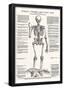 Jost de Negker (Anatomical boards of Jan van Calcar, Sheet 4: Skeleton, Front View) Art Poster Prin-null-Framed Poster