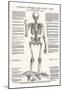 Jost de Negker (Anatomical boards of Jan van Calcar, Sheet 4: Skeleton, Front View) Art Poster Prin-null-Mounted Poster