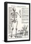 Jost de Negker (Anatomical boards of Jan van Calcar, Sheet 6: skeleton, back view) Art Poster Print-null-Framed Poster