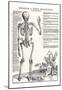 Jost de Negker (Anatomical boards of Jan van Calcar, Sheet 6: skeleton, back view) Art Poster Print-null-Mounted Poster