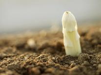 A White Asparagus Tip-Jost Hiller-Stretched Canvas