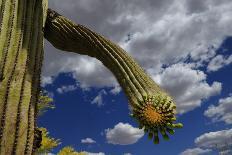 Saguaro cactus buds, Organ Pipe Cactus National Monument, Sonora Desert, Arizona, USA-Jouan Rius-Photographic Print