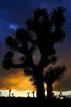 Silhouettte Of Joshua Tree (Yucca Brevifolia) At Sunset, Joshua Tree National Park, Mojave Desert-Jouan Rius-Framed Photographic Print