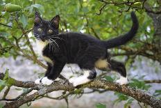 Young black domestic cat with white bib and paws, climbing tree, France-Jouan Rius-Photographic Print