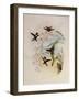 Jourdan's Wood Star, Calothorax Jourdani-John Gould-Framed Giclee Print