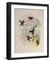 Jourdan's Wood Star, Calothorax Jourdani-John Gould-Framed Giclee Print